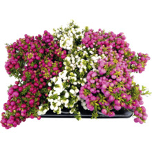 Gaultheria plante avec des baies rouges, roses et blanches