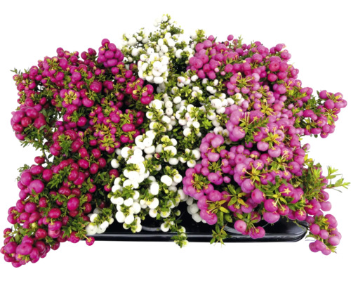 Gaultheria plante avec des baies rouges, roses et blanches