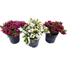 Trois plantes Gaultheria en pot avec des baies rouges et blanches.