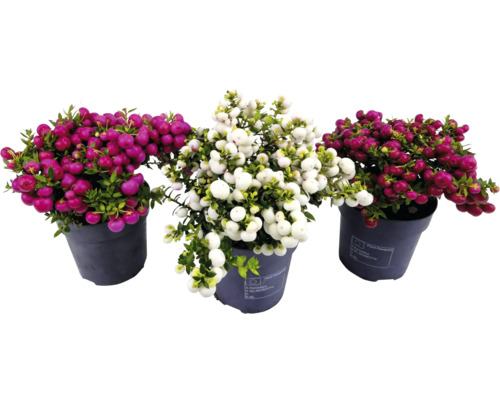 Trois plantes Gaultheria en pot avec des baies rouges et blanches.