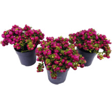 Trois pots avec des plantes de symphorine