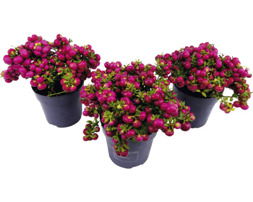 Trois pots avec des plantes de symphorine