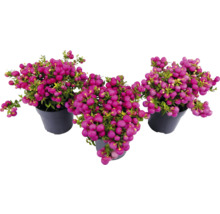 Trois plantes de faux poivrier en pots