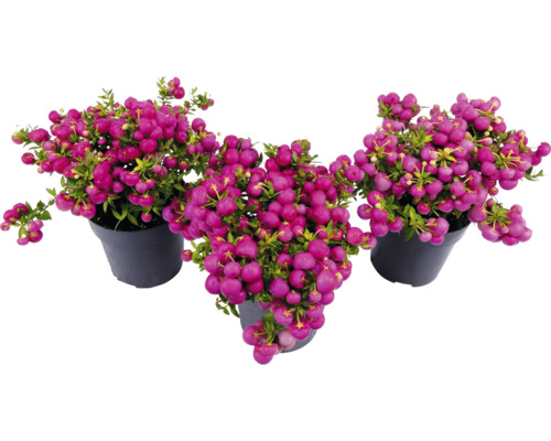 Trois plantes de faux poivrier en pots