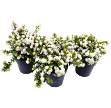 Trois symphorines à baies blanches en pot