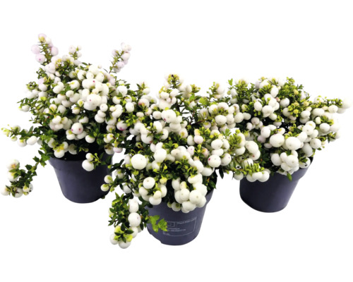 Trois symphorines à baies blanches en pot