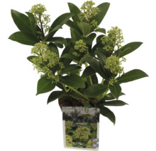 Skimmia japonica 'Fragrant Cloud' im Topf