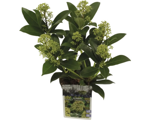 Skimmia japonica 'Fragrant Cloud' im Topf