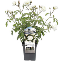 Rosier Blanche-Neige en pot