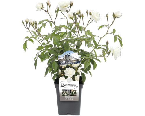 Rosier Blanche-Neige en pot