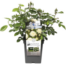 Rose Baby Schneewittchen en pot