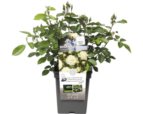 Rose Baby Schneewittchen en pot