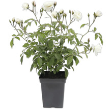 Rosier en pot avec fleurs blanches et feuilles vertes