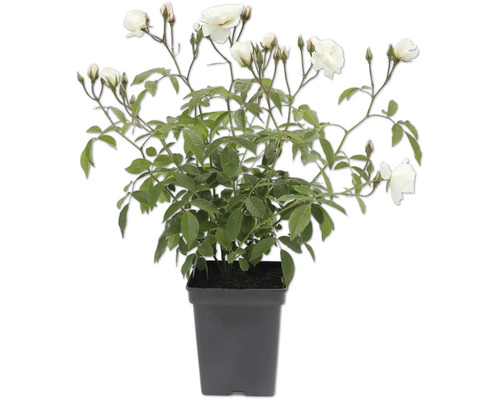 Rosier en pot avec fleurs blanches et feuilles vertes