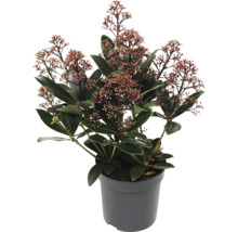 Skimmia en pot avec feuilles et fleurs