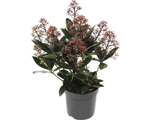Skimmia en pot avec feuilles et fleurs