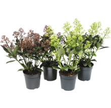 Andromède du Japon en pots