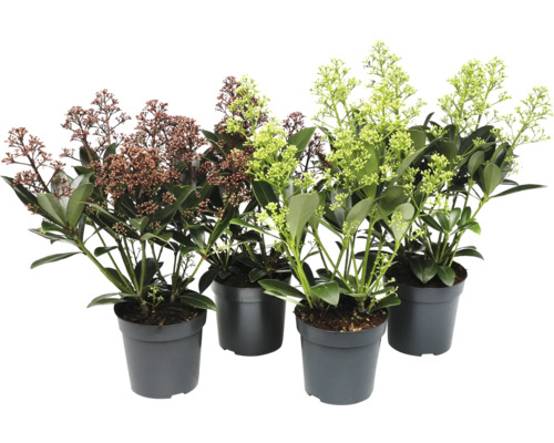 Andromède du Japon en pots