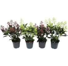 Skimmia en pot avec inflorescences