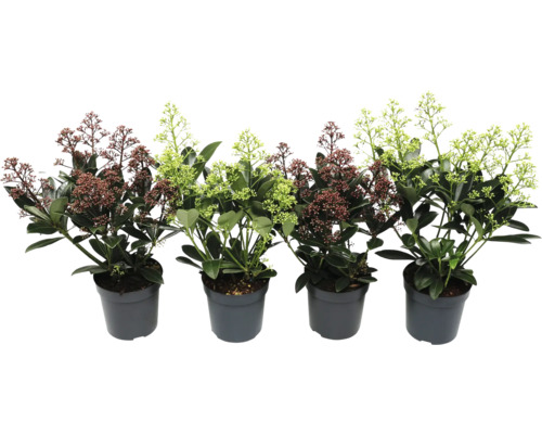 Skimmia en pot avec inflorescences