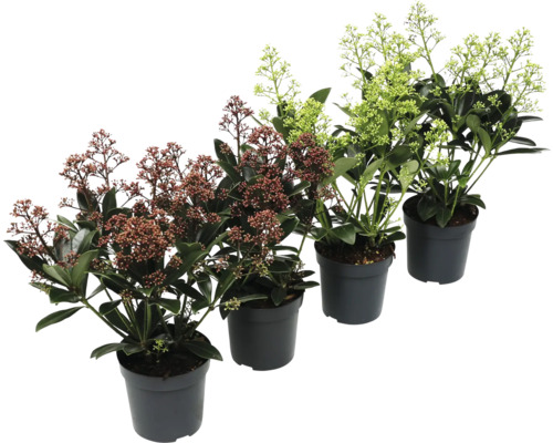 Skimmia en pot