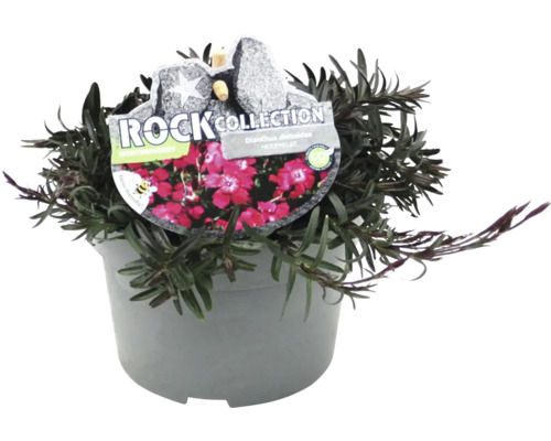 Heide Nelke Pflanze im Topf