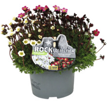 Saxifrage Duo en pot