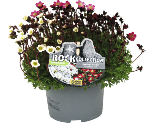 Saxifrage Duo en pot