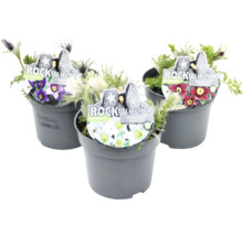 Trois plantes en pot du genre pulsatille avec des fleurs