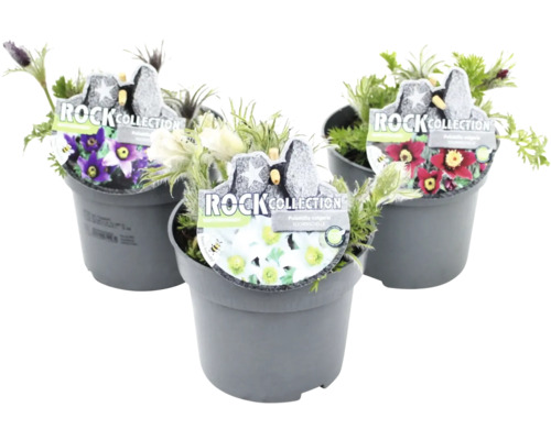 Trois plantes en pot du genre pulsatille avec des fleurs