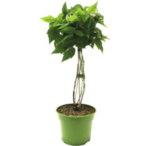 Framboisier en pot