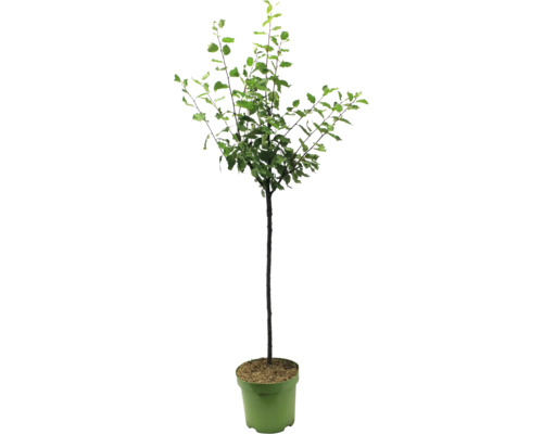 Baum im Topf für den Garten