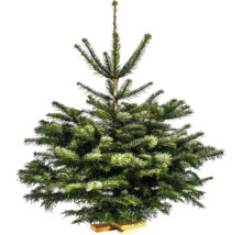 Sapin de Nordmann sur support en bois pour l'intérieur
