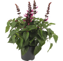 Plante de sauge ananas en pot