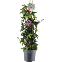 Fleur de la passion en pot avec support d'escalade