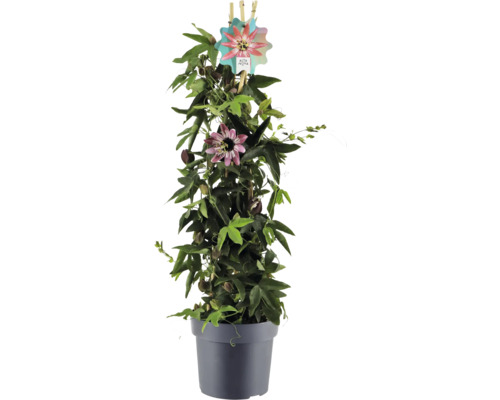 Fleur de la passion en pot avec support d'escalade
