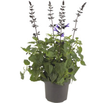 Sauge en pot