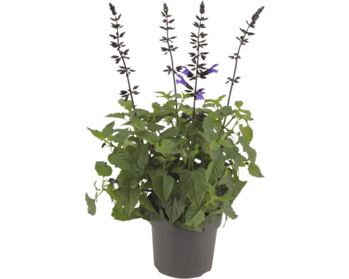 Sauge en pot