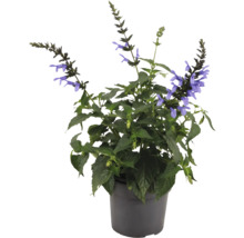 Sauge en pot