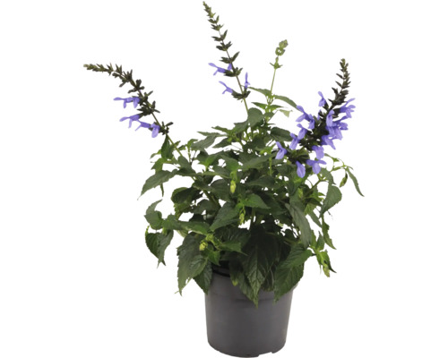 Sauge en pot