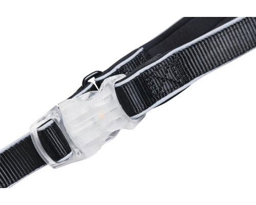 Vue détaillée d'un collier pour chien avec fermeture transparente