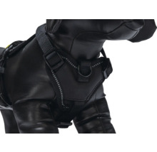 Chien avec harnais noir