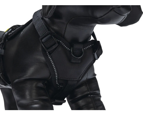 Chien avec harnais noir