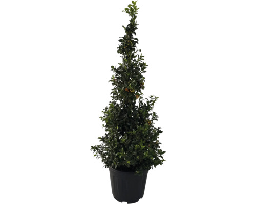 Spindelstrauch im Topf