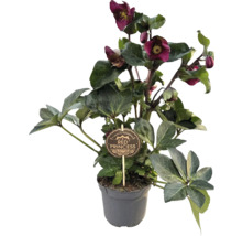 Hellébore 'Red Princess' en pot