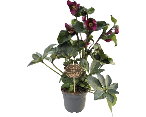 Hellébore 'Red Princess' en pot