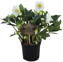 Hellébore White Princess en pot