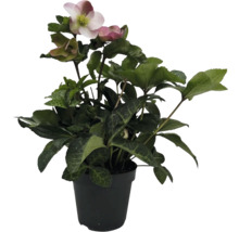 Christrose im Topf mit Blüte