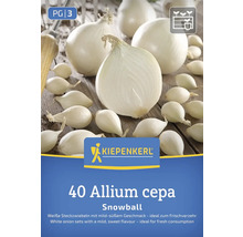 Kiepenkerl Snowball Steckzwiebeln, 40 Stück, Allium cepa