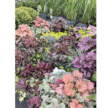 Diverses plantes heuchera et autres dans une jardinerie.